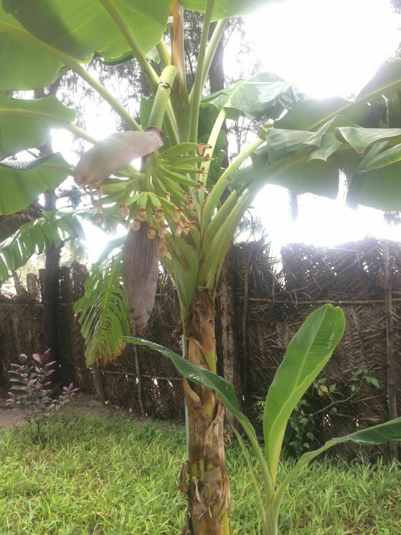 Kicheko Bungalows Nungwi Luaran gambar